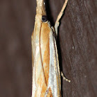 Common Grass Veneer Moth