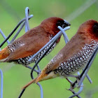 The scaly-breasted munia