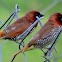 The scaly-breasted munia