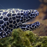 I'm a Big Eel by Jared Lantzman -  