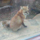 Red Fox