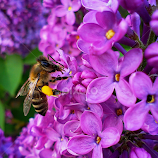 bee on lilac by Happy Fish -  