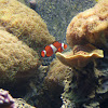 Clown Anenomefish