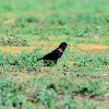 Crow - Cape Rook; Black Crow