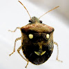 Shield Bug (Happy Stink Bug)