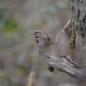 Song Sparrow