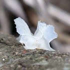 Jelly fungus?