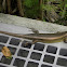 Unknown skink