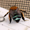 Blue-banded Bee