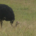 Ostrich or avetruz