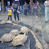 Afican spurred tortoise / Sulcata & Radiated tortoise / Radiata