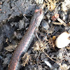 California slender salamander