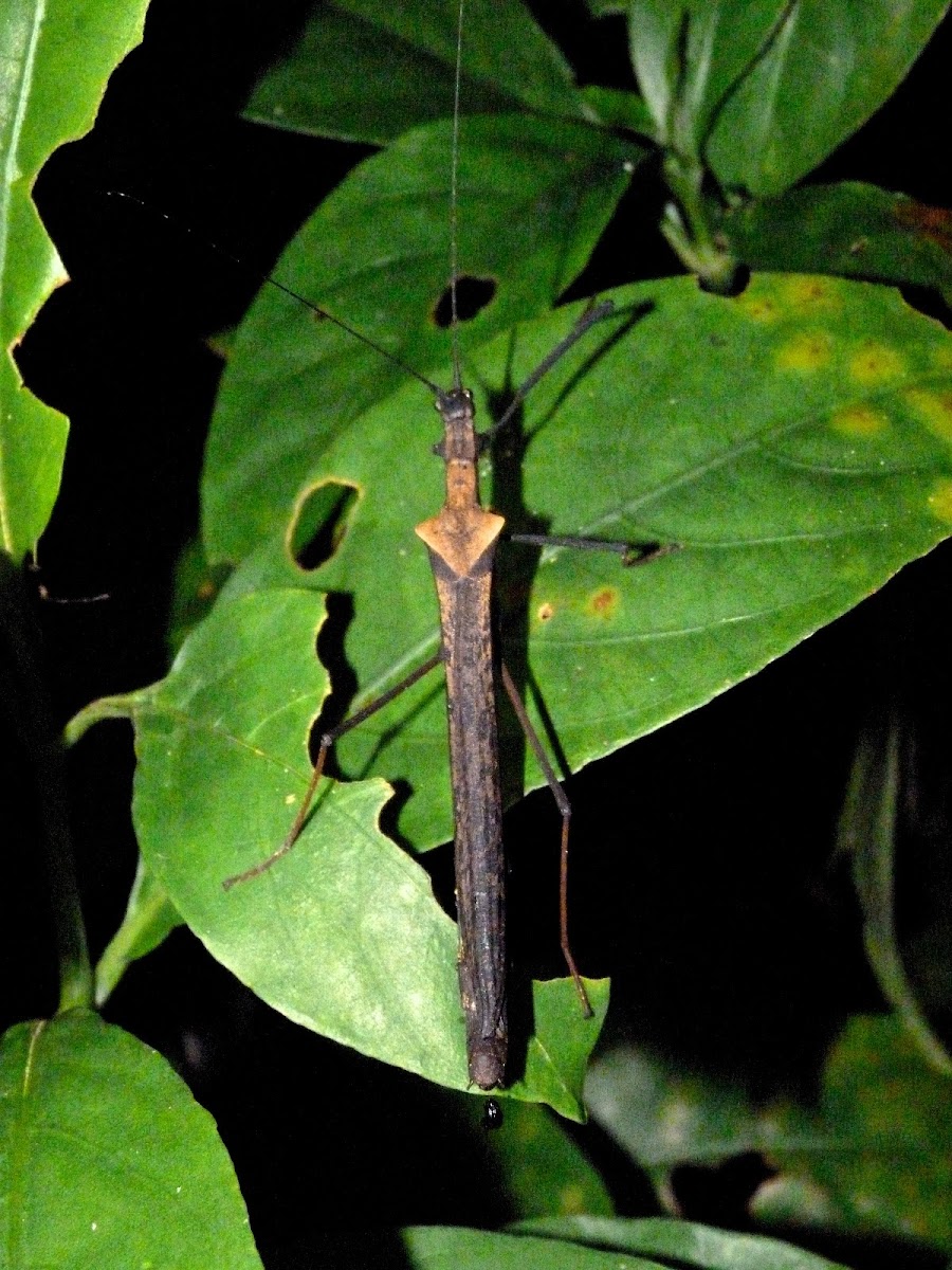 Phasmid stick insect