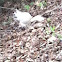 Eastern Gray squirrel (leucistic)