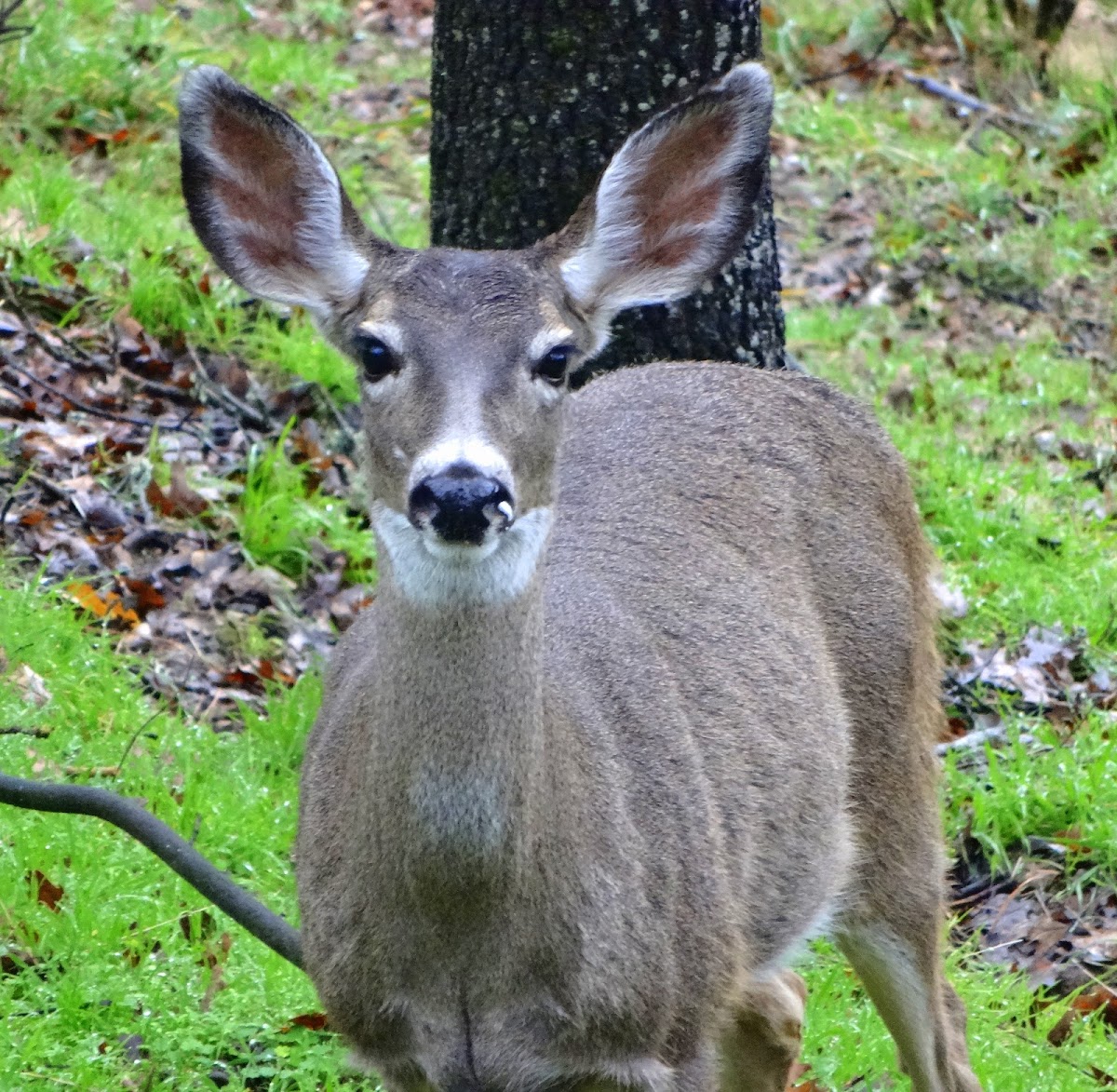 Columbian black-tailed deer