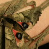 Blind Sphinx Moth
