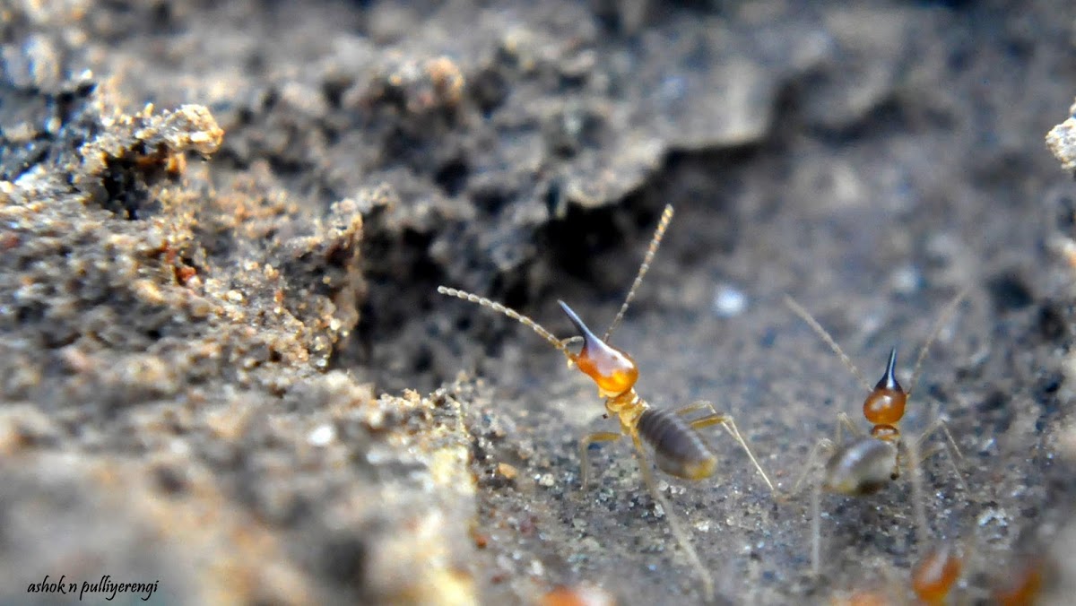 Black-headed Nasute Termite