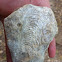 Ammonite impression fossil