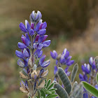 Andean Lupine