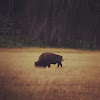 American Bison