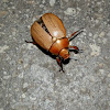 Common Christmas Beetle