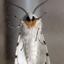 Dubious Tiger Moth