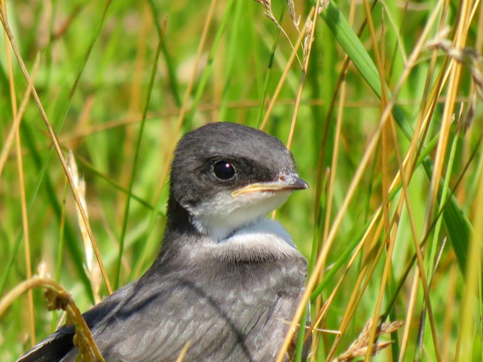 Tree Swallow