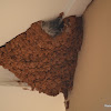 Greater striped swallow nest