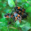 Harlequin Bug nymphs