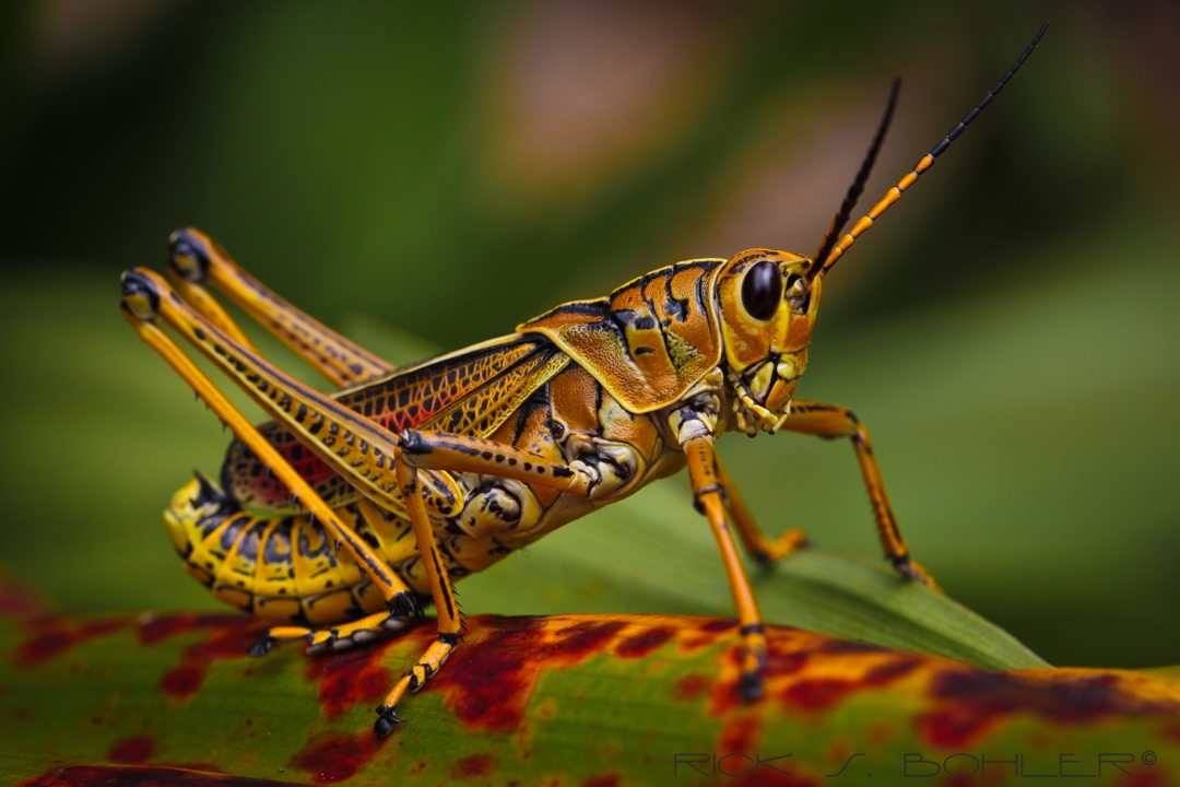 Southeastern Lubber Grasshopper