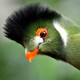 Tropical bird by Paula NoGuerra -  