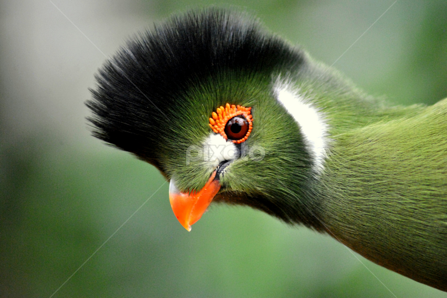 Tropical bird by Paula NoGuerra - Animals Birds