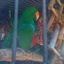 Eclectus Parrot male