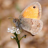 Small Heath, Níspola