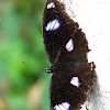 Diadem butterfly