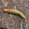 Red Triangle Slug