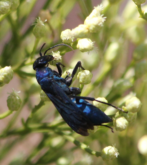 Blue Mud Wasp Project Noah