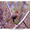 Chest nut Crowned Laughing Thrush