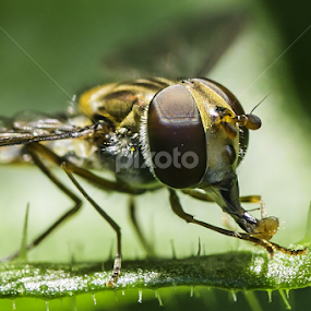 by Alberto Molinari - Animals Insects & Spiders
