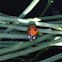 2-Spot ladybird