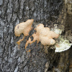 dog vomit slime mold