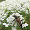 Flower Longhorned Beetle