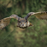 Bubo bubo by Michael Milfeit -  