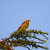 Yellowhammer