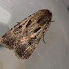 Brown Cutworm Moth