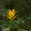 Yellow Jacobinia