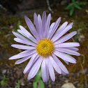 Showy Aster
