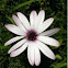 Dimorphotheca ecklonis (Cape marguerite, Van Staden's River daisy, Sundays River daisy, White daisy bush, Blue-and-white daisy bush, Star of the Veldt