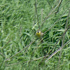 Dickcissel