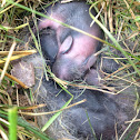 Eastern Cottontail, newborns